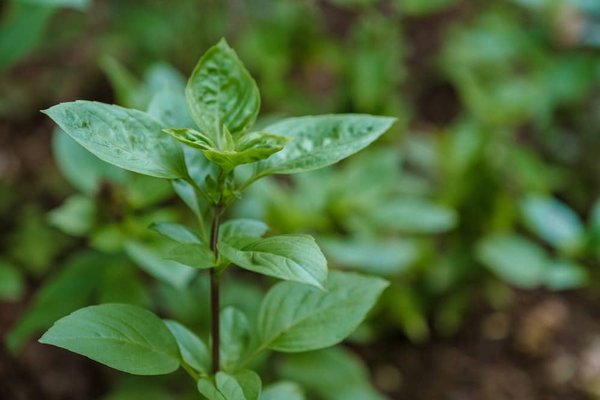 Quelles sont les meilleures pratiques pour un déménagement écologique ?